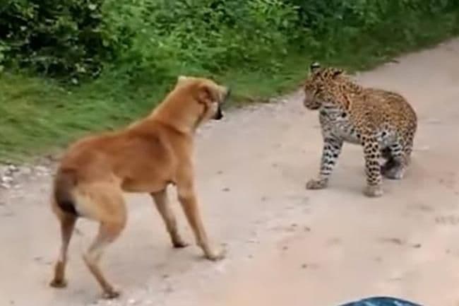 व्हिडीओ ऑफ दि डे : कुत्रा vs बिबट्या....कोण जिंकेल ? हा थरारक व्हिडीओ पाहून घ्या भाऊ !!