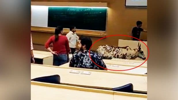 व्हिडीओ ऑफ दि डे : आयआयटी पवईमध्ये चक्क एक गाय शिकायला गेली आहे....व्हिडीओ पाह्यला का ?