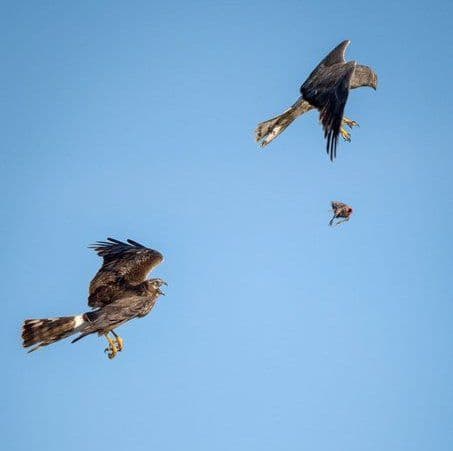 पहिल्या फोटोत वरती असणाऱ्या पक्ष्याने‌ आपल्या पायात पकडलेली शिकार खाली सोडलेली दिसते.