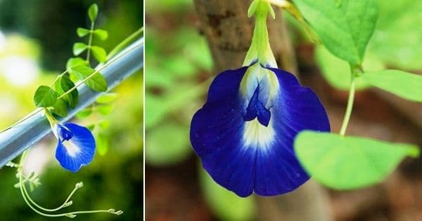 बोभाटाची बाग : भाग १० - गोकर्णाच्या फुलांच्या आयुर्वेदिक चहाबद्दल कधी ऐकलंय?