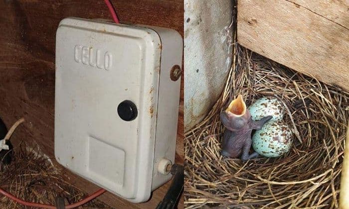 एका चिमणीसाठी भारतातलं एक गाव तब्बल ३६ दिवस अंधारात राहिलं!!