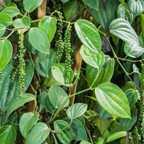 स्वरूप –