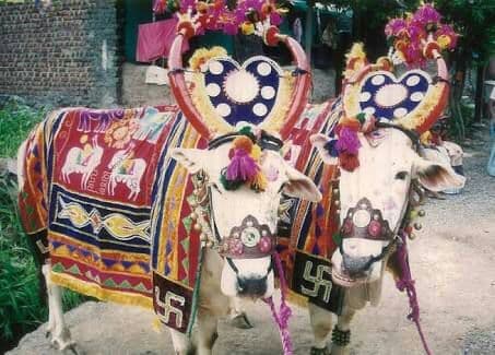 बैलपोळा : काळाच्या ओघात हरवत जाणारा उत्सव