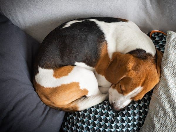 कुत्रा झोपण्यापूर्वी गोलाकार का फिरतो? याला प्राचीन कारण आहे !!