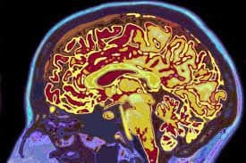 ४) मेंदूकडून येणाऱ्या संदेशाचे ग्रहण