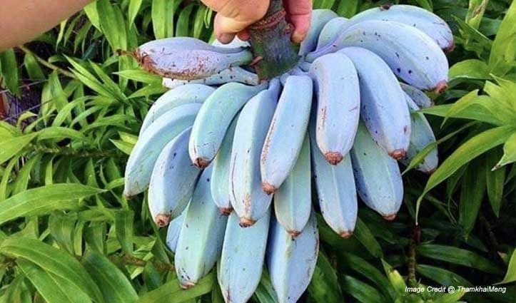 निळ्या केळ्यांच्या फोटोमागचं सत्य जाणून घ्या....ही केळी खरोखर अस्तित्वात आहेत का?