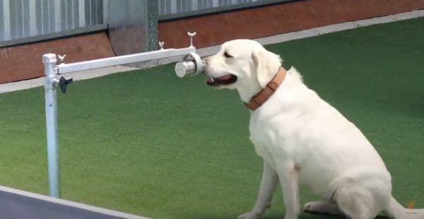 थायलंडमध्ये कुत्र्यांच्या मार्फत कोरोना रुग्ण कसे शोधले जात आहेत? ही पद्धती आपल्या देशात पण राबवायला हवी का?