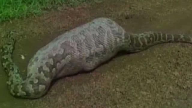 ओळखा पाहू या अजगराच्या पोटात काय आहे? 