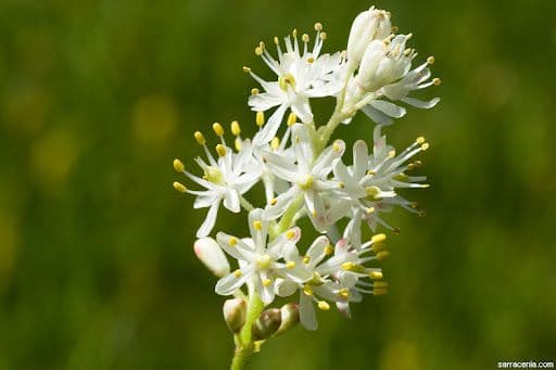 हे फुल इतर सजीवांना खाते!! कुठं सापडतं हे झाड आणि याचं वैशिष्ट्य काय आहे?