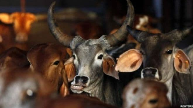 आयुर्वेद सांगतो ’गोमांसा’चे औषधीय गुणधर्म