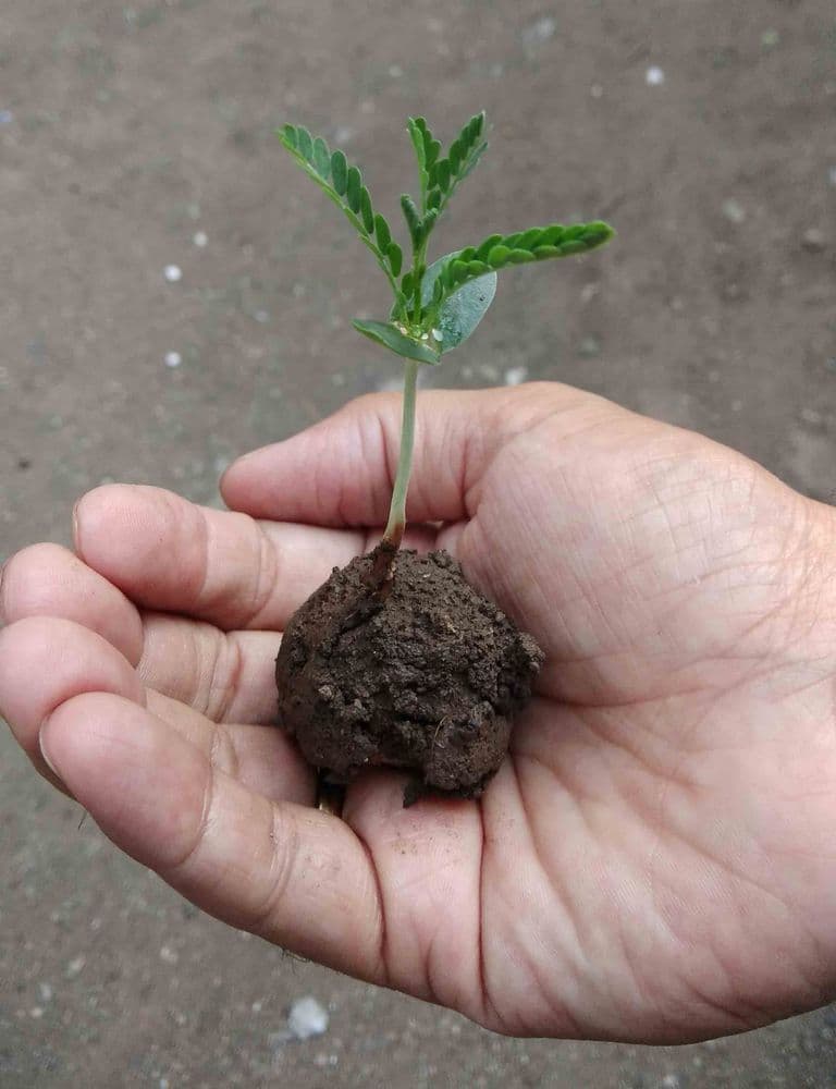 दसऱ्याला आपट्याच्या पानांऐवजी बीजगोळे वाटा!!!  'सेप' व 'भवताल'चा  अभिनव असा पर्यावरणफ्रेंडली उपक्रम..