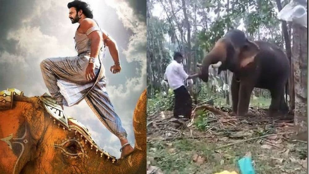 बाहुबली सारखं हत्तीच्या सोंडेवर चढायला गेला आणि....तुम्हीच बघा पुढे काय झालं !!