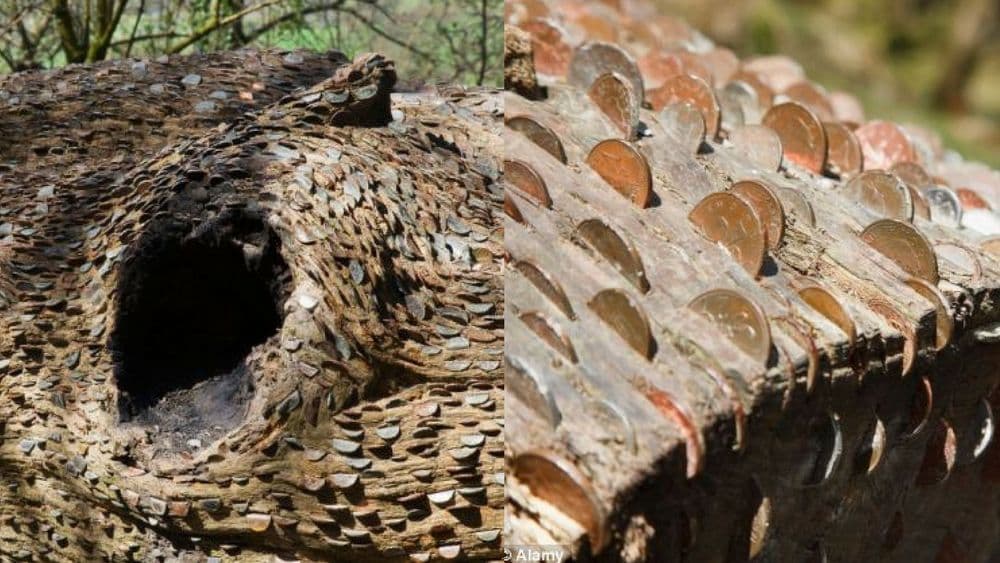 हे तर खरोखरचे मनी प्लांट...