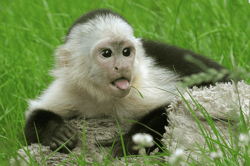 या माकडांनी माणसाच्या पावलावर पाऊल ठेऊन काय कमाल केली आहे बघा 