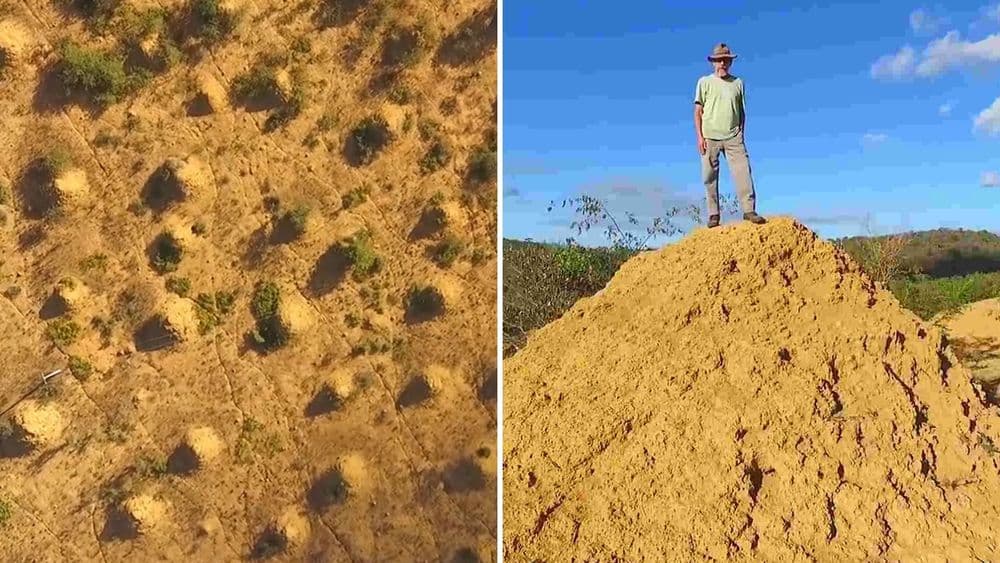 चक्क आकाशातूनही दिसणारे ४००० वर्षे जुने वाळवीचे महानगर!!