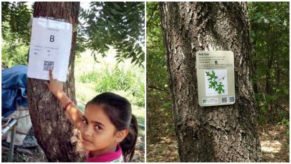 वृक्षतोड थांबवण्यासाठी या मराठी शिक्षकाने काय अफलातून आयडिया काढली आहे ? पाहा बरं !!