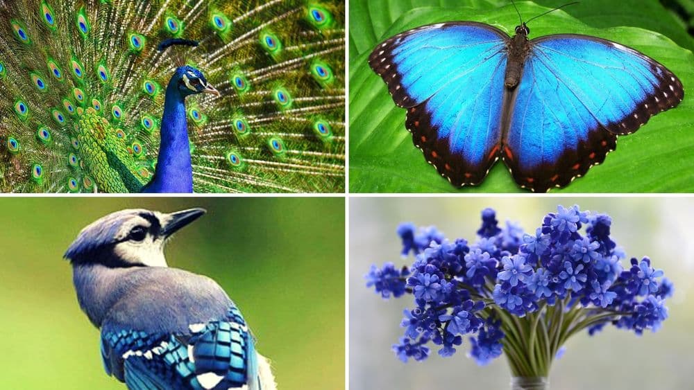 निसर्गात निळा रंग बनतच नाही? मग आपण पाहातो ते काय?