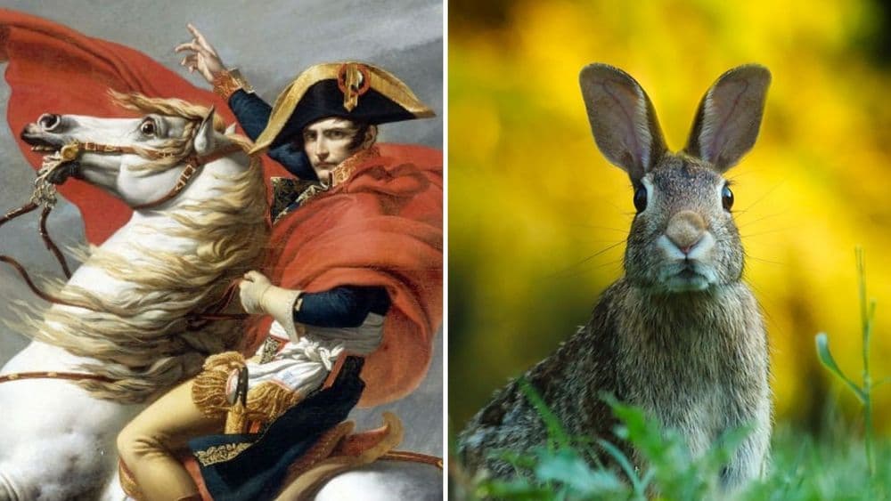 सम्राट 'नेपोलियन बोनापार्ट'ला चक्क सशांनी हरवलं होतं ??