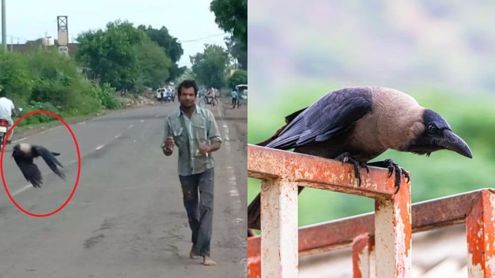 या माणसावर कावळे हल्ला का करतायत ? कारण अगदीच फिल्मी आहे !!