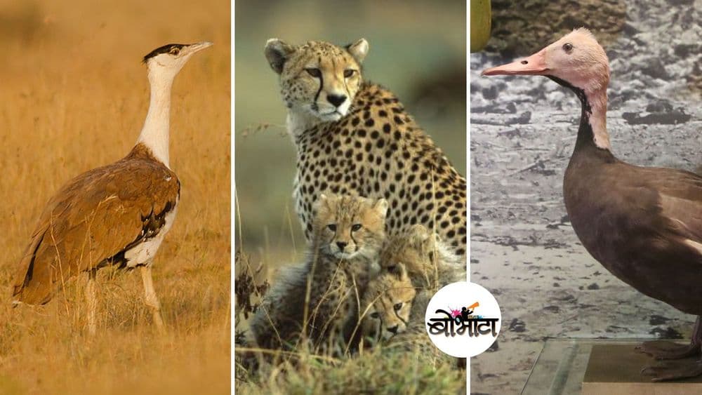 भारतातल्या या ३ प्राण्यांच्या जाती लुप्त झाल्या आणि आपल्याला पत्ता देखील लागला नाही !!