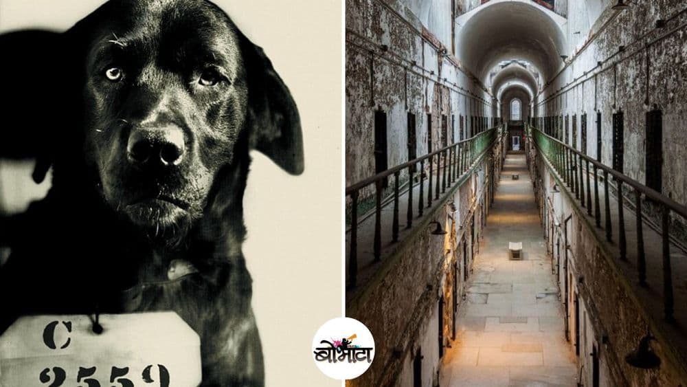 मांजरीचा खून करणाऱ्या कुत्र्याने अमेरिकेतल्या तुरुंगात नवीन पद्धत कशी जन्माला घातली ?