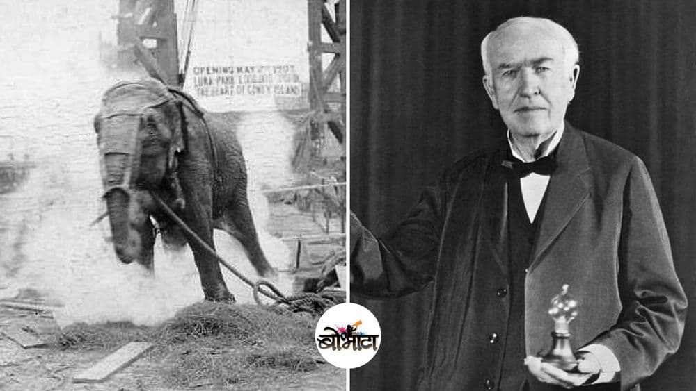 एडिसनने जिवंत हत्तीणीला विजेचा झटका देऊन मारलं होतं का  ? काय आहे या क्रूरतेमागची गोष्ट ?