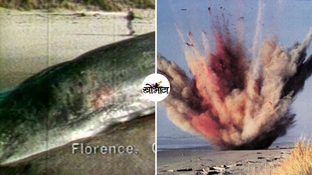 १९७०साली व्हेलची डायनामाईटने लावलेली विल्हेवाट आणि कोरोनासंबंधीची काळजी. काय संबंध आहे या दोन घटनांचा?