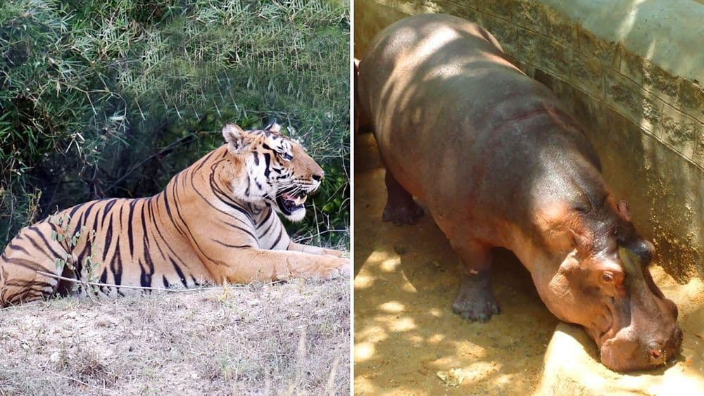 बिबट्या ३५०००, झेब्रा ५०,००० तर वाघ १ लाख रुपये....आता तुम्हालाही प्राणी दत्तक घेता येणार !!