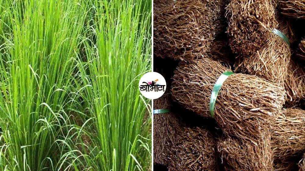 ठंडा ठंडा कूल कूल वाळा म्हणजे नक्की काय असतो, त्याचे इतर फायदे काय? जाणून घ्या कृषितज्ज्ञ काय म्हणतात!!