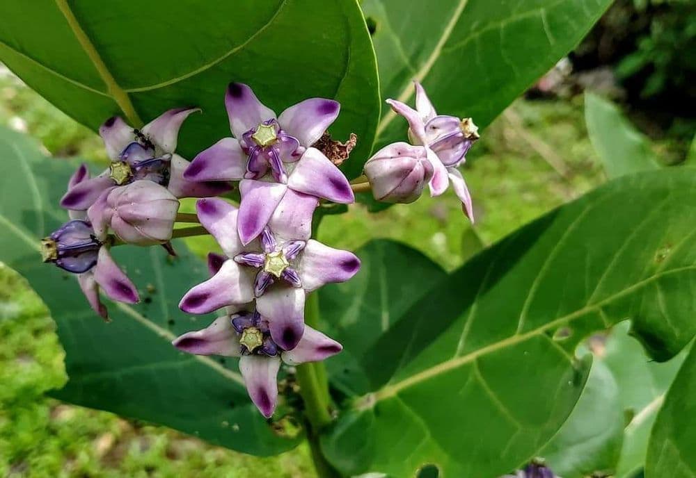 बोभाटाची बाग भाग-५ :  विषारी असा शिक्का बसलेली रुई वनस्पती खरंच विषारी आहे का?