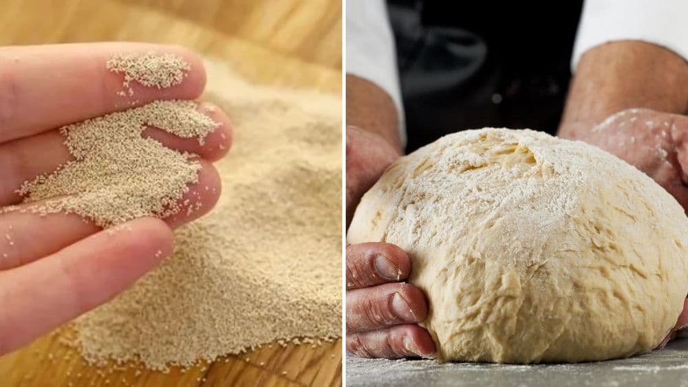 या बुरशी शिवाय ब्रेड, केक, बिस्किटे, लादीपाव, नानखटाई अपूर्ण आहे...जाणून घ्या या बुरशीचा अथपासून इतिपर्यंत इतिहास!!