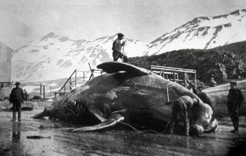 गेल्या २०० वर्षांत माणसाने अंटार्क्टिका, तिथले सील, व्हेल यांचा आणि परिणामी पर्यावरणाचा ऱ्हास कसा केला याच्या काही नोंदी..