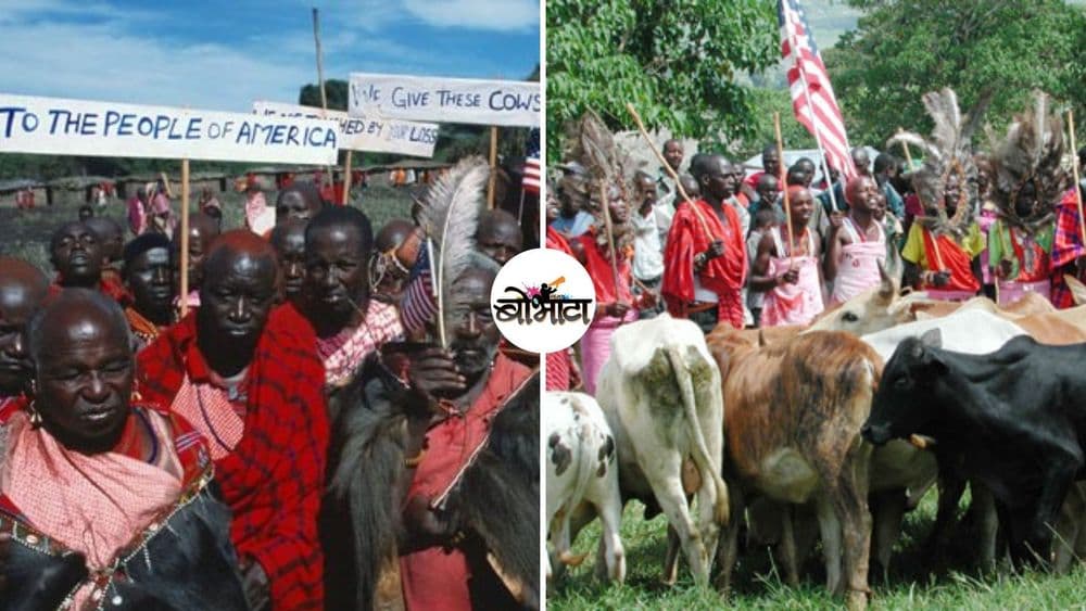 जेव्हा केनियासारखा गरीब देश अमेरिकेला १४ गायी देतो....केनियाच्या दानशूरपणाची गोष्ट !!