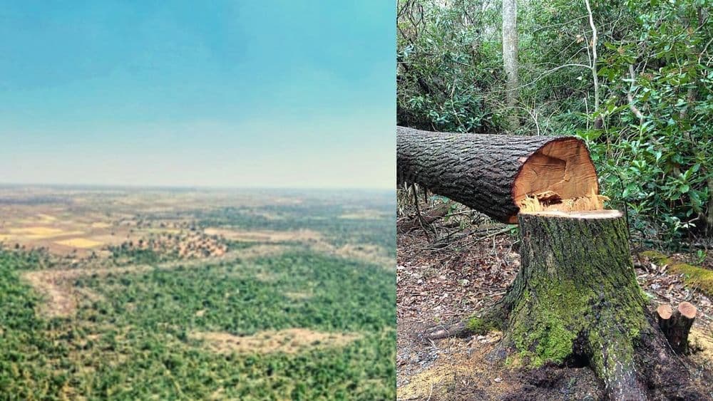 मध्यप्रदेशात तब्बल २.१५ लाख झाडांची कत्तल होऊ घातली आहे...काय आहे संपूर्ण प्रकरण?