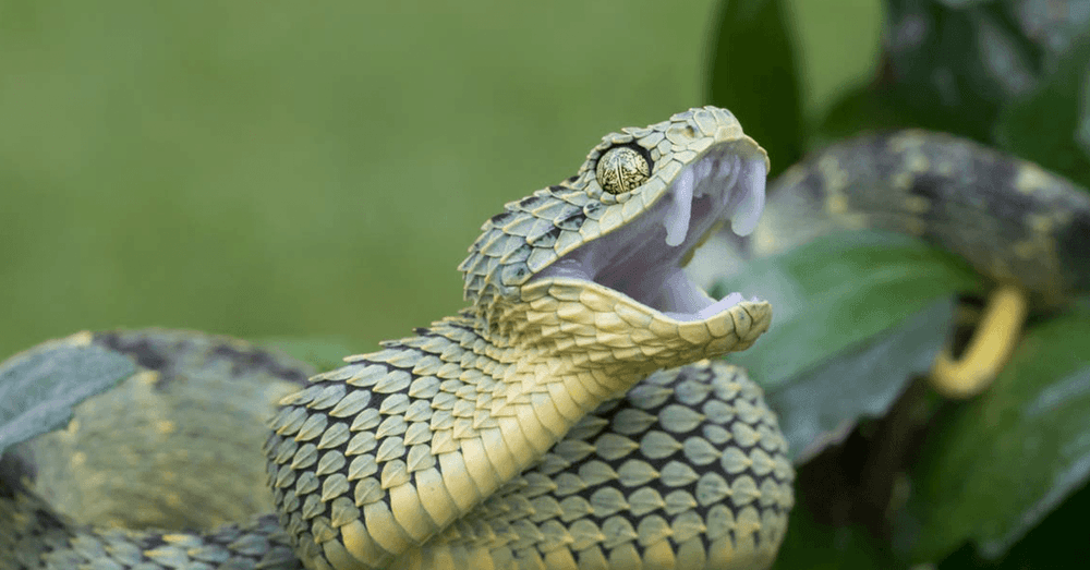 कोब्रा सूप बनवताना शेफचा मृत्यू कसा झाला? काय घडलंय या घटनेत?
