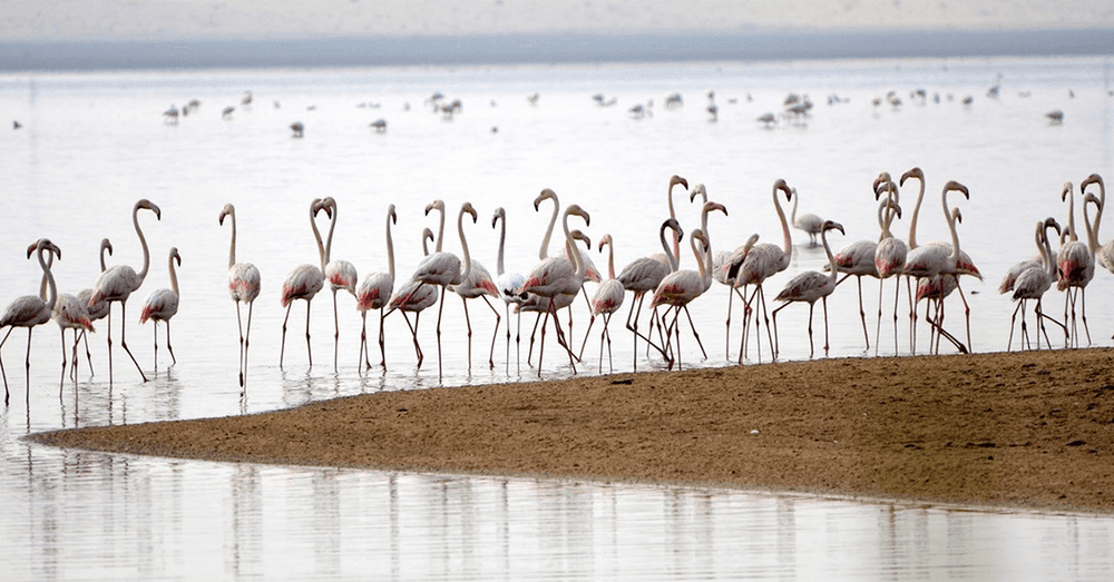 फ्लेमिंगोबद्दल माहीत नसलेल्या १० रंजक गोष्टी!!