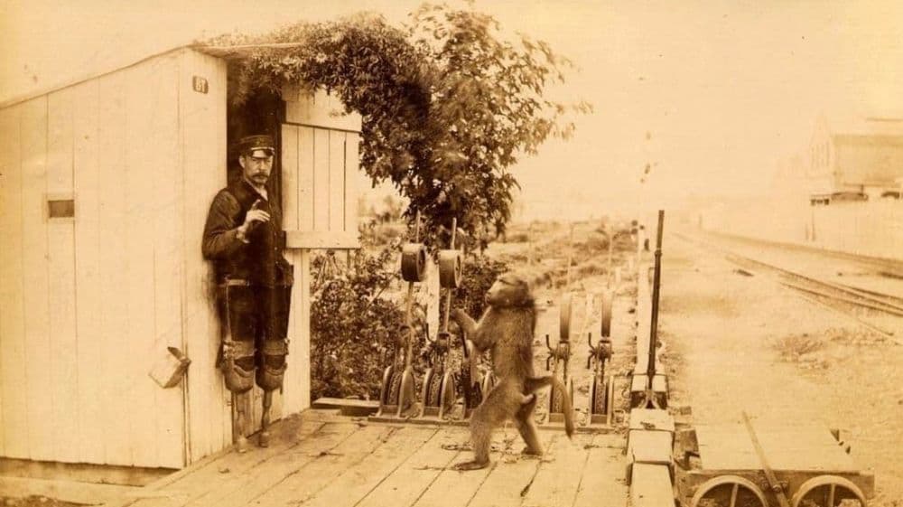 रेल्वे रुळाचे सांधे बदलणाऱ्या माकडाची गोष्ट!! त्याला या कामाचा पगारही मिळत असे!