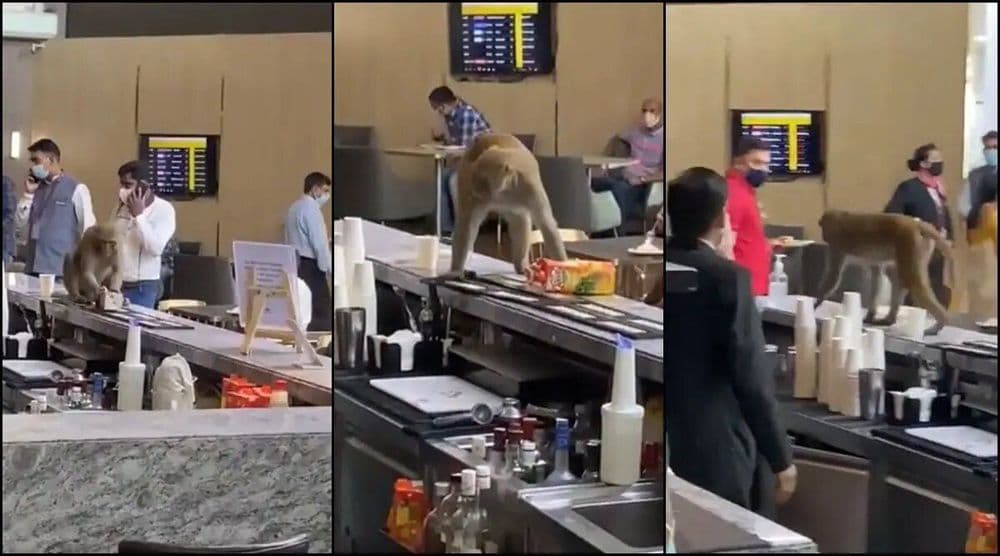 विमानतळावर घुसले माकड!! तिथे काय करामती केल्या हे पाह्यलं का?