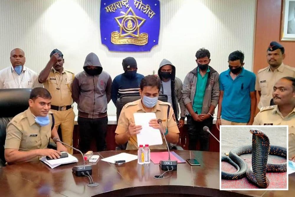 नगरच्या या पट्ठ्याने नागाचा वापर करून आपल्या मृत्यूचा बनाव का रचला? समजावून घेऊया पूर्ण प्रकरण 