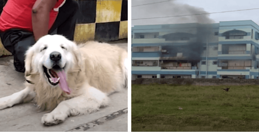 देवासारखा धावून आलेल्या अप्पूला कुत्रा म्हणाल का ? असा अप्पू आपल्या घरात हवाच असं तुम्हालाही वाटेल !