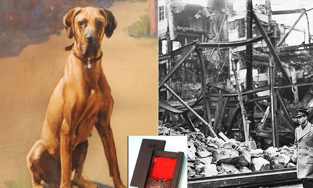 दुसऱ्या महायुद्धात बाँबवर शू करून तो निकामी करणारी श्वान ज्युलियाना!!