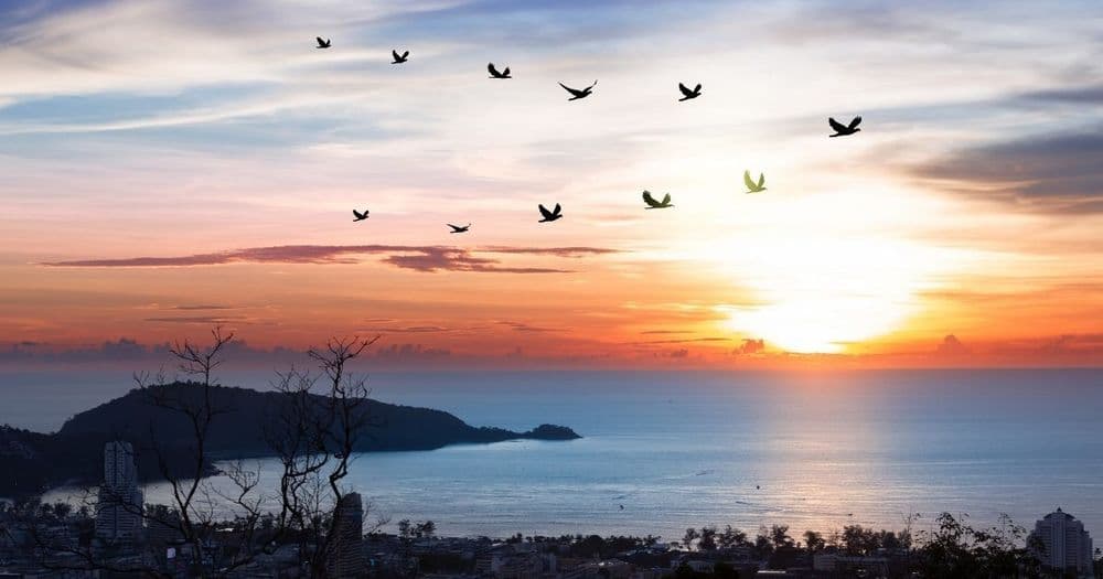 स्थलांतरित होणारे पक्षी इंग्रजी V आकारात का उडतात, याची शास्त्रीय कारणे तर जाणून घ्या!!