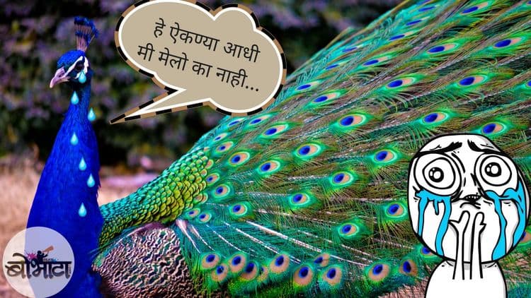 ब्रम्हचारी मोरावरून जजसाहेबांवर होतीय टोलेबाजी...!!!