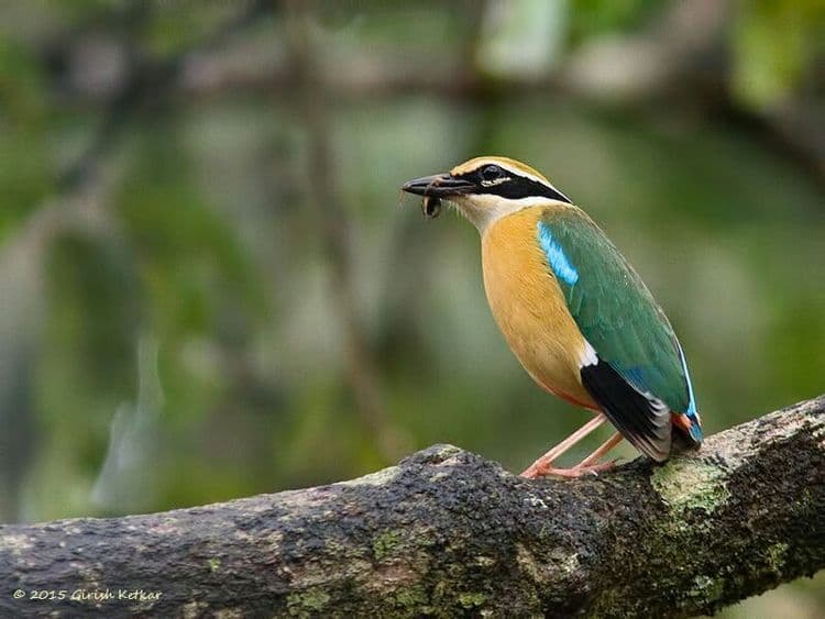 पावसाळ्यातल्या पक्ष्यांची गंमत जंमत: तणमोर आणि नवरंग पक्षी पाहिले आहेत कधी??