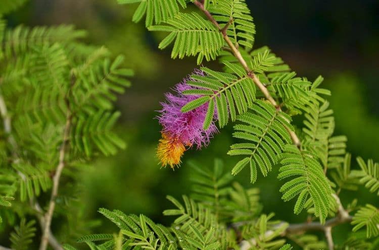 ८. शमी - शमीची पानं (Prosopis cineraria) 