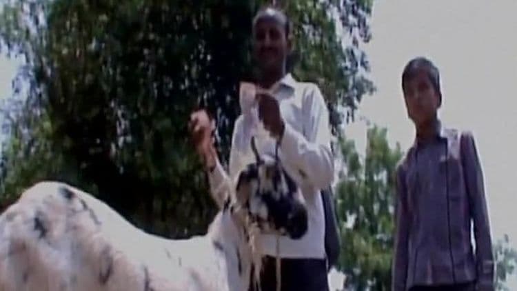 या शेतकऱ्याच्या शेळीने ६२,००० रुपये खाल्ले हो... कसे? वाचाच मग.. 