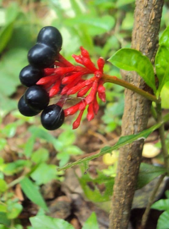 तुम्हांला माहित आहे का, रक्तदाबावरचे पहिलं नैसर्गिक औषध १९३४ साली भारतात तयार झाले ते?