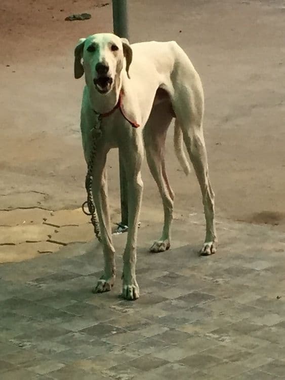 आपले सैन्य पहिल्यांदाच करणार भारतीय प्रजातीच्या कुत्र्यांची भरती. मुधोळ हाउंडबद्दल माहिती लगेच वाचा!!