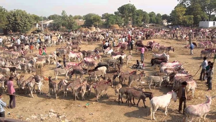 गाढवांचा बाजार पाहायचाय ? मग या गावाला नक्की भेट द्या !!