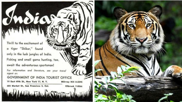 वाघांच्या शिकारीसाठी सरकारने स्वतः दिलं होतं आमंत्रण ? वाचा काय आहे सत्य !!